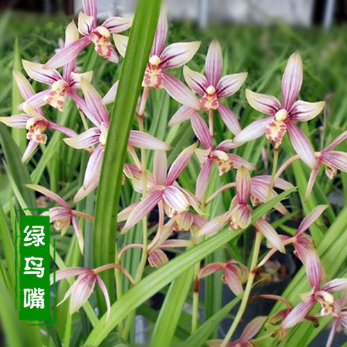 綠鳥嘴蘭 室內(nèi)盆栽的芬芳之選，輕松體驗花卉租借新時尚