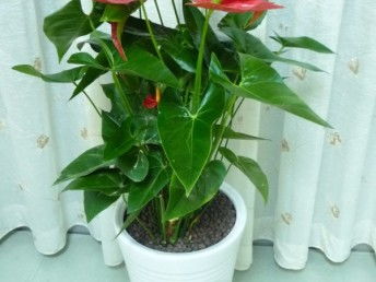 廣州天河專業(yè)租花 一站式花卉綠植租借，價格透明，免費送貨，服務(wù)至上