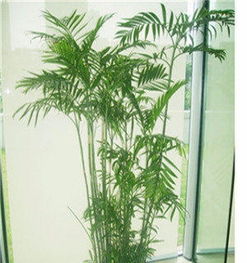 寧波綠植租賃 打造綠色空間，提升生活與辦公品質(zhì)