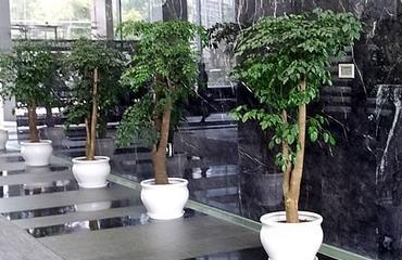 南昌辦公綠植租擺新風(fēng)尚 為何云景花卉成為企業(yè)首選