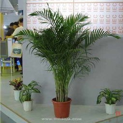 無錫企業綠植租擺服務 花卉租賃，為您的空間注入自然活力