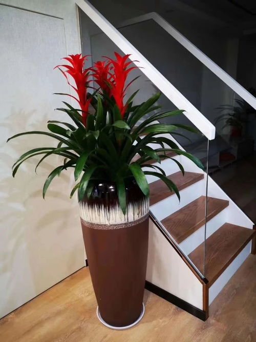 深圳辦公室花卉綠植租擺服務 美化空間，煥發企業活力